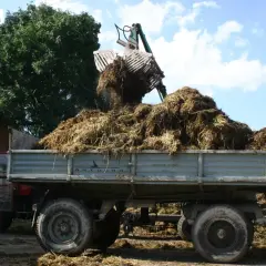 Ładowarka wysypuje obornik na przyczepę. Widać traktor i stóg obornika. To pokazuje, ile obornika na hektar można zebrać.