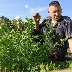 Jak siać gorczycę na działce - proste kroki, które zaskoczą efektem