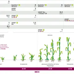 Schemat aplikacji nawozów Basfoliar i ADOB w różnych fazach rozwoju zbóż, od 14 do 69 BBCH.