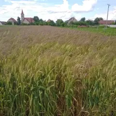 Jak wygląda miotła w zbożu? Poznaj jej cechy i skutki dla plonów