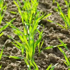 Młode źdźbła zbóż na wiosnę, gotowe na dokarmianie dolistne. Zdrowe, zielone liście wschodzą z żyznej gleby.