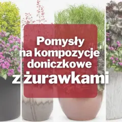 Pomysły na kompozycje doniczkowe z żurawkami. Zobacz, co posadzić między żurawkami, by stworzyć piękne aranżacje.