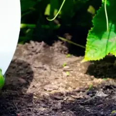 Ogórek gruntowy kiedy siać - najlepszy czas na udane zbiory