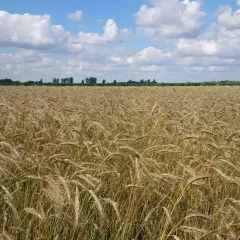 Pole dojrzałego zboża pod błękitnym niebem z chmurami. Ziemia żyzna dzięki wapnu Orcal, zapowiada obfite plony.