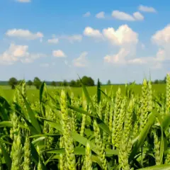 Jak wygląda zboże? Odkryj fascynujące cechy różnych gatunków