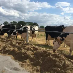 Krowy jedzą paszę z dodatkiem tlenku magnezu dla bydła.