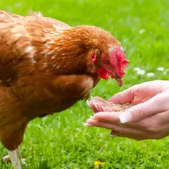 Brązowa kura pochyla się nad dłońmi, z których je ziarno. Widać, co jedzą kury.