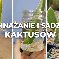 Jak sadzić kaktusy w doniczce: uniknij najczęstszych błędów