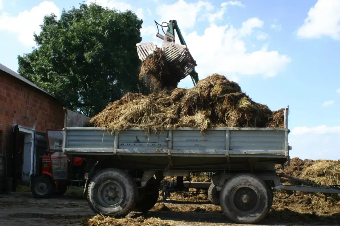Ładowarka wysypuje obornik na przyczepę. Widać traktor i stóg obornika. To pokazuje, ile obornika na hektar można zebrać.