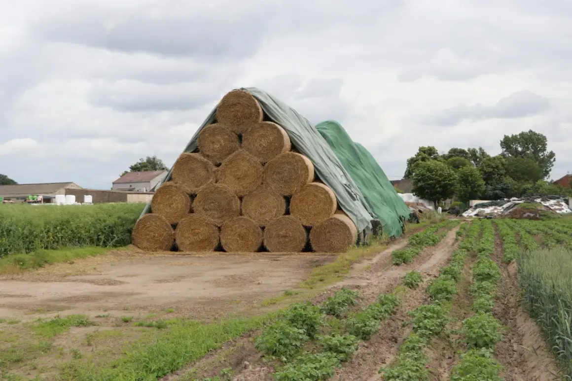 Ogromne baloty siana ułożone w piramidę, przykryte zieloną plandeką, czekają na dalsze wykorzystanie na farmie.