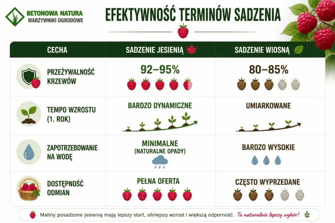 Jesienne sadzenie malin zapewnia 92-95% przeżywalność krzewów, dynamiczny wzrost i pełną ofertę odmian. To naturalnie lepszy wybór!