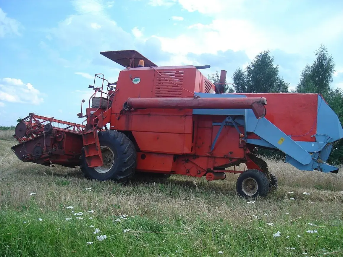 Czerwony bizon gigant, potężna maszyna rolnicza, stoi na polu wśród traw i chabrów, gotowa do żniw.
