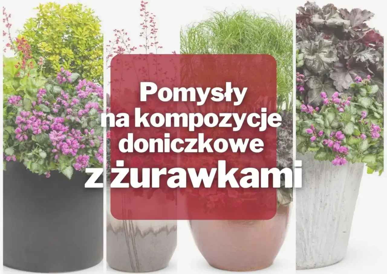 Co posadzić między żurawkami? Sprawdzone połączenia