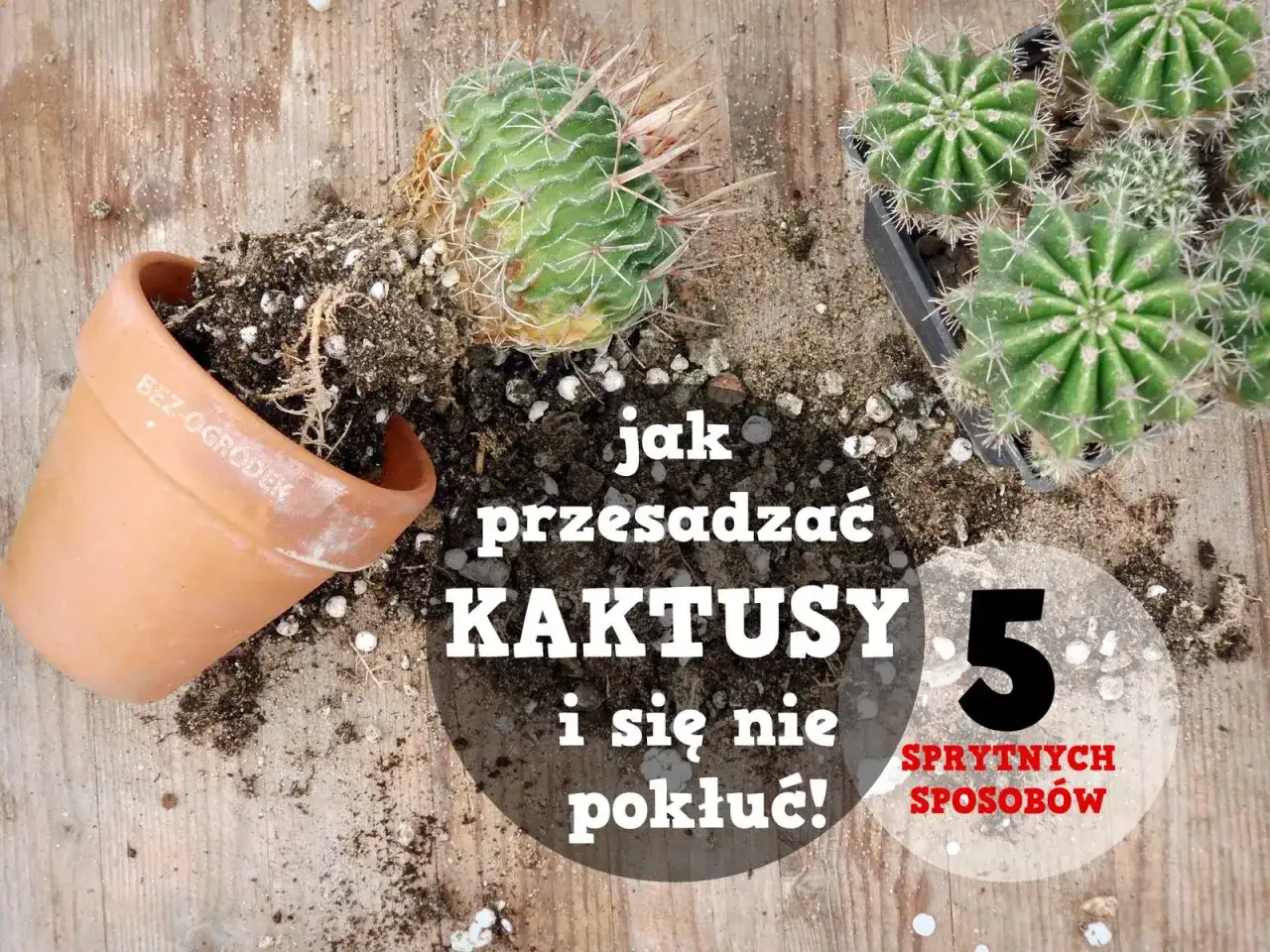 Jak przesadzić kaktusa, by nie zgnił? Praktyczny poradnik