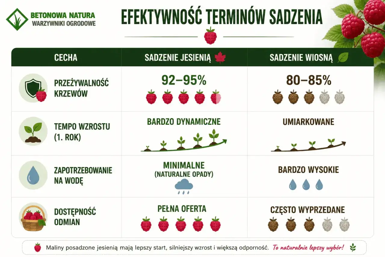 Kiedy nawozić maliny jesienne? Plan od wiosny do jesieni