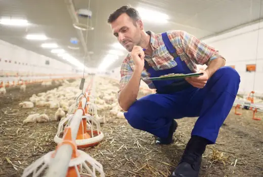 Zootechnik - co robi? Rola, różnice, kompetencje