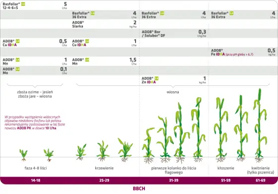 Basfoliar na pola i do sadów. Jak dobrać wariant i dawkę?