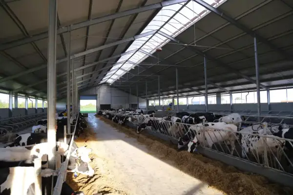 Nowoczesna obora na byki z jasnym, wentylowanym dachem. Zwierzęta jedzą paszę przy długim korytarzu.