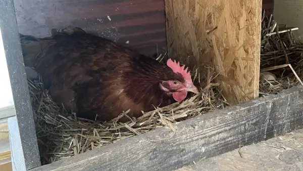 Kura siedzi na jajkach, czekając na wyklucie. Ile trwa przerwa w niesieniu jaj? To zależy od kury i jej instynktu macierzyńskiego.