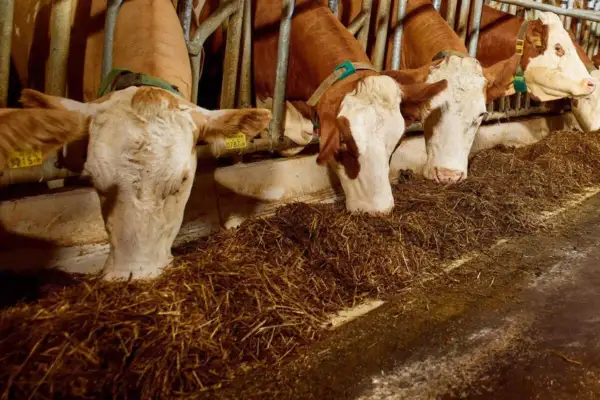 Bydło opasowe zajada się paszą treściwą. Widać słomę i inne składniki, które tworzą zbilansowaną dietę.