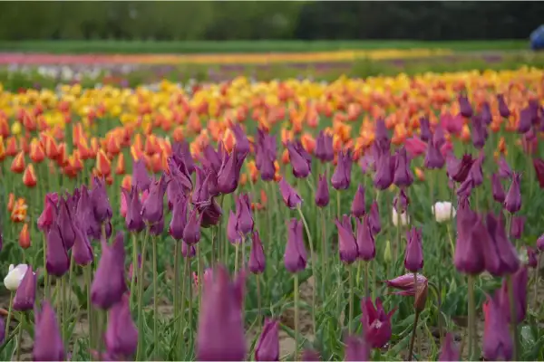 Fioletowe tulipany Darwina w zbliżeniu, w tle rzędy pomarańczowych i żółtych kwiatów.