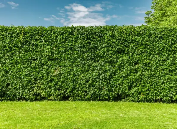 Gęsty, zielony buk żywopłot tworzy naturalną ścianę na tle błękitnego nieba z chmurami.