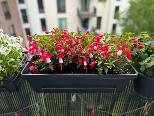 Urocze kwiaty wiosenne w doniczce, z różowo-białymi dzwoneczkami fuksji, ozdabiają balkon.