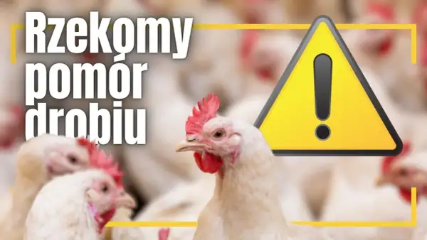 Ostrzeżenie o rzekomym pomorze drobiu. Na pierwszym planie białe kury, w tle kolejne ptaki. Obok żółty trójkąt z wykrzyknikiem.